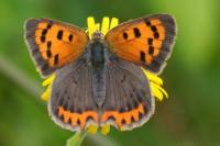 Lycaena phlaeas