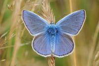 Polyommatus icarus
