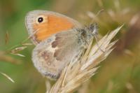 Coenonympha pamphilus