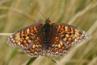 Melitaea phoebe
