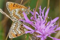 Melitaea parthenoides