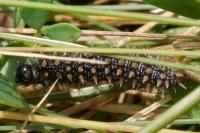 Melitaea parthenoides