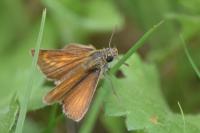 Thymelicus acteon