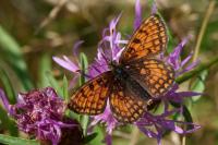 Melitaea parthenoides