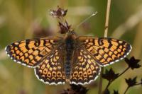 Melitaea cinxia