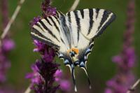 Iphiclides podalirius