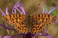 Boloria dia