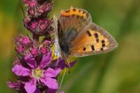 Lycaena phlaeas