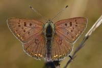 Lycaena tityrus