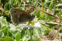 Coenonympha pamphilus
