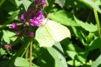 Gonepteryx rhamni