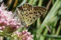 Lycaena tityrus