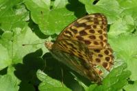 Argynnis paphia