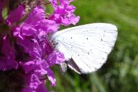 Celastrina argiolus