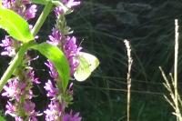 Pieris napi