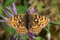 Melitaea phoebe