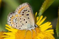 Polyommatus icarus
