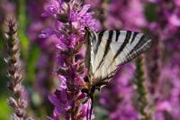 Iphiclides podalirius