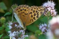 Argynnis paphia