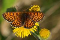 Melitaea parthenoides