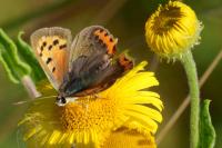 Lycaena phlaeas