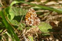 Boloria dia