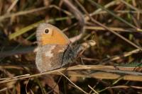 Coenonympha pamphilus