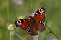 Aglais io