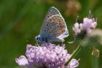 Polyommatus icarus