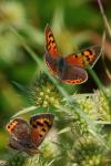 Lycaena phlaeas