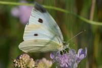 Pieris rapae