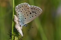 Phengaris arion