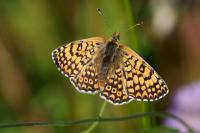 Melitaea cinxia