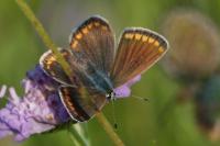Polyommatus icarus