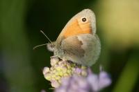 Coenonympha pamphilus