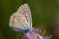 Polyommatus icarus