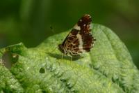 Araschnia levana