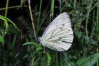 Pieris napi