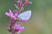 Celastrina argiolus