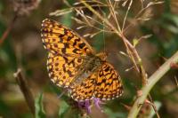 Boloria dia