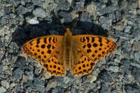 Issoria lathonia