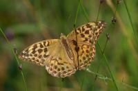 Argynnis paphia