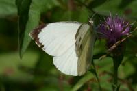 Pieris brassicae