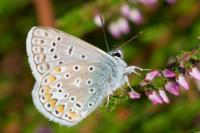 Polyommatus icarus