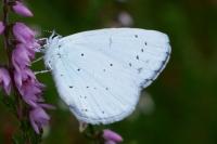 Celastrina argiolus