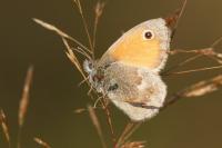 Coenonympha pamphilus