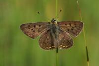 Lycaena tityrus