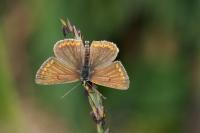 Aricia agestis