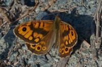 Lasiommata megera