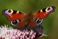Aglais io